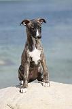 WHIPPET 278